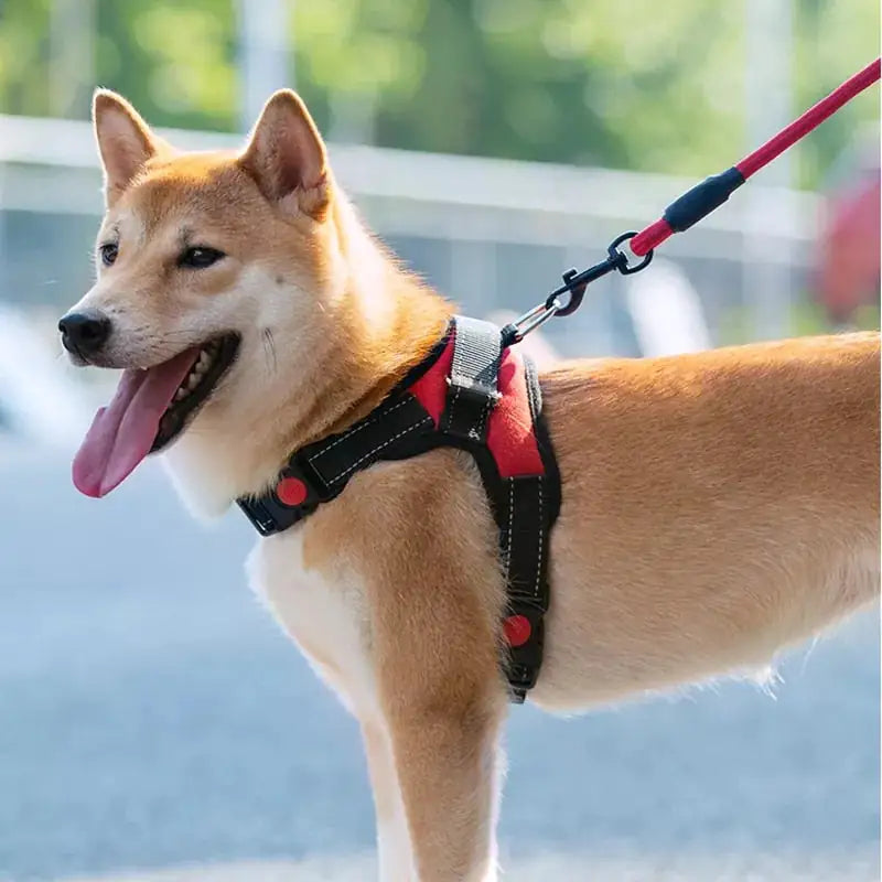Pet Walking Harnes